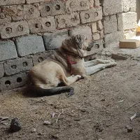 لاس سرابی
