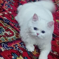 گربه|گربه|بستان آباد, |دیوار