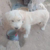 سگ فروشی|سگ|آباده, |دیوار