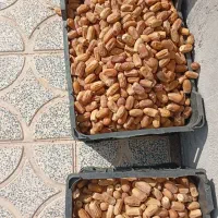 خرما سفید|خوردنی و آشامیدنی|نرماشیر, |دیوار