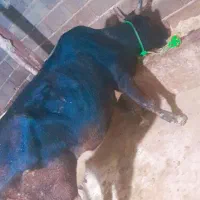 گاو گوساله ماده ۴ماه ابستن