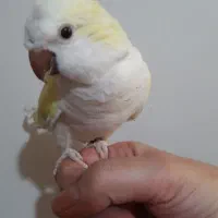 جوجه راهب ماده دستی سخنگو