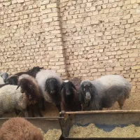 میش وبره|حیوانات مزرعه|جوادآباد, |دیوار