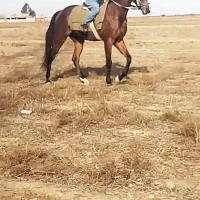 اسب نریان  ۳ سال قد بلند ۱۷۰