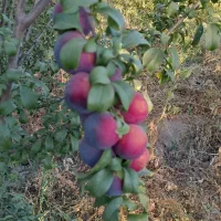 باغچه ۱۲۰۰متر جاده سلماس/ معاوضه با ماشین زمین /|فروش خانه و ویلا|ارومیه, |دیوار