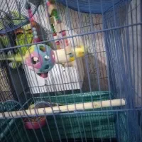 طوطی عروس یه جفت با تمام وسایل|پرنده|کرج, خرمدشت|دیوار