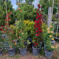 خرید چوب باغی.هرس .کوددهی.قطع درخت|خدمات باغبانی و درختکاری|شاهرود, |دیوار