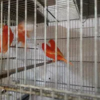 قناری رد فکتور و سرخ|پرنده|تهران, فلسطین (میدان انقلاب)|دیوار