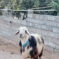 قوچ افشاری پلنگی زیباترین نژاد برتر|حیوانات مزرعه|صحنه, |دیوار