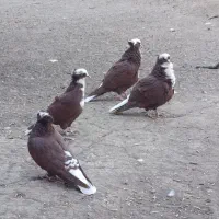 سه جفت قرمز ودوجفت شامی یک عدد قرمز ارکح|پرنده|بناب, |دیوار
