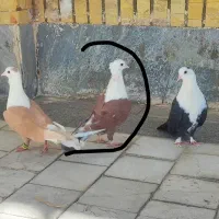 جوجه فروشی|پرنده|طبس, |دیوار