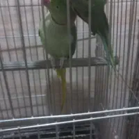 شاه طوطی. رزیلا.گرینچیک.راهب.کاسکو