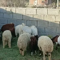 تعدادی بره و کره فروشی
