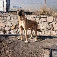 سرابی ۱۲ ماهه