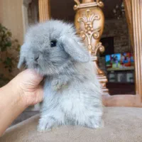 خرگوش های مینی لوپ نژادهای مختلف لوپی لوپ|موش و خرگوش|تهران, فرمانیه|دیوار