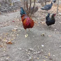 خروس محلی ، مرغ ، اردک|حیوانات مزرعه|چناران, |دیوار