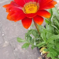 فروش و کاشت انواع گلهای باغچه ای آپارتمانی