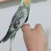 عروس هلندی|پرنده|زهک, |دیوار