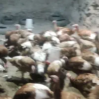 بوقلمون بوربن