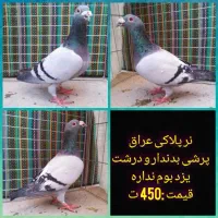کفتر پلاکی، رنگی، مسافتی|پرنده|یزد, |دیوار
