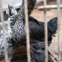 مرغ|حیوانات مزرعه|مشکین‌دشت, |دیوار