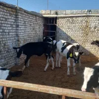 گوساله قطع شیر|حیوانات مزرعه|قم, باغ کرباسی|دیوار