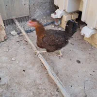 مرغ