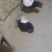 یک جفت سینه دم سیاه با یه جوجه