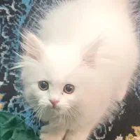 فروش بچه گربه میکس پرشین