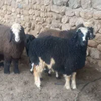 بره نر