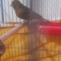 قناری سرخ کبالت پلاک ۲۰۲۴|پرنده|مرودشت, مختارآباد|دیوار