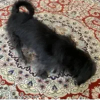 سگ شیتزو|سگ|یزد, |دیوار