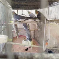 6عدد عروس هلندی بالغ نرو ماده فروشی