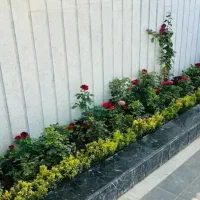 دیزاین خاص با گل و گیاه و همراه مشاوره رایگان|خدمات باغبانی و درختکاری|آق قلا, |دیوار
