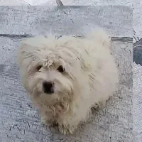 سگ پاکوتاه نر سه ماهه شیتزو