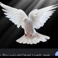 کبوتر گم شده