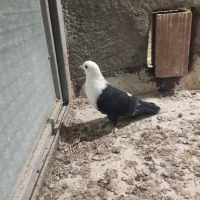 کبوترفروشی