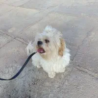 فروشی|سگ|چگنی, |دیوار