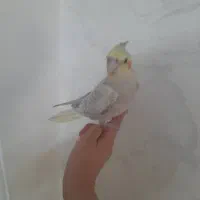 عروس هلندی ماده میخواهم