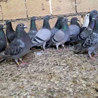 کبوتر پلاکی|پرنده|اهواز, ملاشیه|دیوار