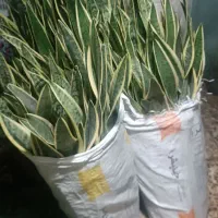 حراجی سانسوریا