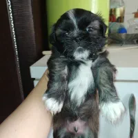 توله شیتزو مینیاتوری سایز صفر|سگ|شهریار, فرارت|دیوار