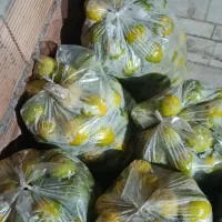 پرتقال دارم