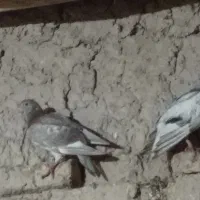 کبوتر|پرنده|جلگه شوقان, |دیوار