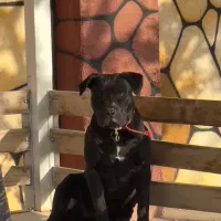 کن کورسو|سگ|مشهد, بلال|دیوار