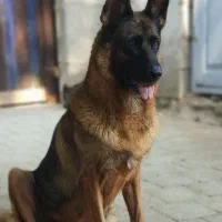 واگذاری رایگان ژرمن ماده