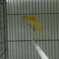 قناری نژاددار