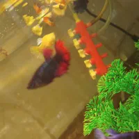 ماهی|ماهی|علی‌آباد کتول, |دیوار