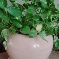 گل آپارتمانی|گل و گیاه طبیعی|کرمانشاه, |دیوار