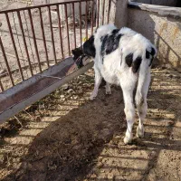 گاو با گوساله ماده ۳۵کلیوشیر|حیوانات مزرعه|قوچان, |دیوار